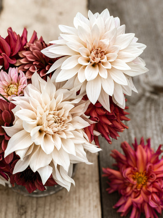 Delightful Dahlias